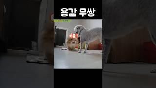 가정폭력 당하는 새끼고양이....#가정폭행#가정폭력#강아지 #고양이 #푸들 #랙돌 #먼치킨 #다견 #다묘 #반려견#반려묘 #dog#cat#puppy#kittens #금은동내고향