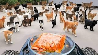 FEEDING HUNDREDS OF CATS WITH RC CAR