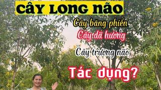 Cây long não ( cây dã hương) có tác dụng gì ? #thongtre #caygoquy #caylongnao