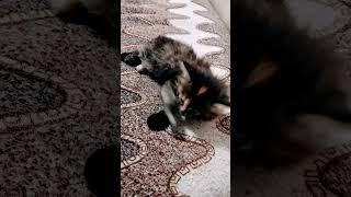 не могу подзнять мордочку пушинки