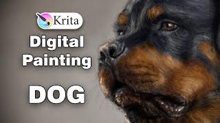 Digital painting. a Rottweiler in Krita. speedpaint.