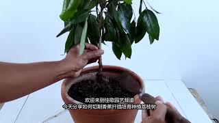 你有见过香蕉培育荔枝树苗吗操作简单成活率高，看完自己也能种