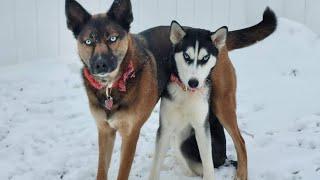 German Shepherd vs Huskies Funny Dog Videos 2024