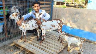 Top Quality Adant 2 Barbari with kids at Abu-Huraira  Goat Farm Aurangabad Khultabad Maharashtra