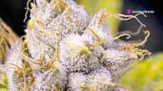 Blue Dream  The Legendary Strain #Cannabis #geneticsexplained CannabisCulture #cannabiseducation