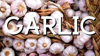 GARLIC + How I am preserving it.