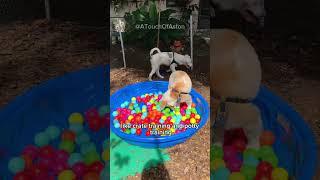 Here’s a short version of our story. #DeafBlindDog #DeafDog #BlindDog #DogTraining #TrickDog