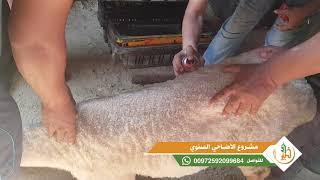 برمو مشروع الأضاحي السنوي - جمعية خير أمة الخيرية