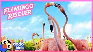 100 Wild Flamingos Join Rescuer For Breakfast | Animal Videos | Dodo Kids