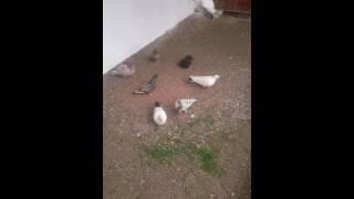 Мои бакинцы/about the pigeons of Russia/über die Tauben von Russland