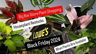 Big Box Store Plant Shopping Black Friday 2024 Houseplant Restock and Plant Finds Costa Farms