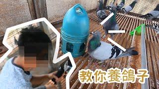 20210725 ｜鴿舍系列｜鴿子的奧妙