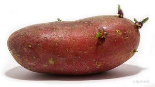 Red Potato