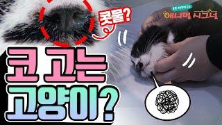 콧소리 내는 고양이 위니, 알고 보니 비강 염증?!  [펫닥터] / YTN 사이언스