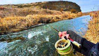 INCREDIBLE Fly Fishing in This Little Desert Creek (Fly Fishing Native Trout)