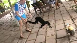 Monkey Gets His Revenge on Tourist in Thailand