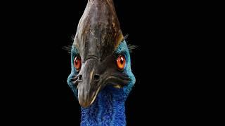 Top 6 Horrifyingly Cool and Weird Birds on the Planet!