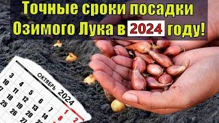 Точные сроки посадки озимого лука в 2024 году! Посадка лука под зиму Лук севок