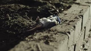 California Tobacco Control, Come Clean, “Literally”