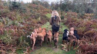 FIRST SHOOT DAY VLOG OF THE SEASON  #countryside #fieldsports #gundogs