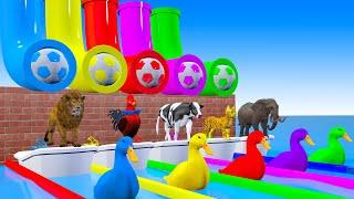 Fountain Crossing with 5 Giant Duck,Chickens,Elephants,Lions,Cows,Cats, Wild Animals Playing Seesaw