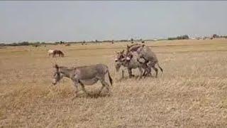 Donkey enjoyment videos dekhna kaa ley hamara YouTube channel visit kireen