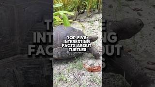 Top 5 interesting facts about turtles #facts #animals #turtle