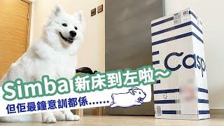 【西摩Simba 日常】－西摩 Simba 有新床訓啦～｜