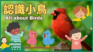 All about BIRDS for Kids in CHINESE 認識小鳥| How birds fly 鳥怎麼飛| ANIMAL SCIENCE VOCAB IN CHINESE 動物中文