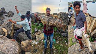 താനൂരിൽ ഹമൂറിന്റെ പൂരം  | Grouper Fishing