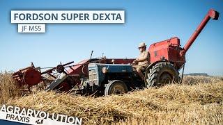 Fordson Super Dexta + JF MS5 • Wheat harvest | Agrarvolution Praxis