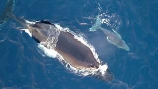 Les baleines vues du ciel en drone