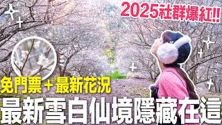 2025最新花況！爆紅的免門票嫩白仙境季節限定的超美賞梅秘景｜苗栗景點