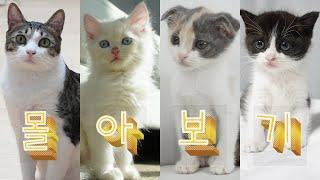 고양이 예능 몰아보기 | 고양이 산책