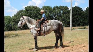 Percheron Quarter Cross For Sale on Thehorsebay.com