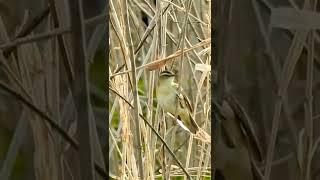 Sedge warbler bird song #shorts by Nimble Animals