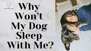 Why Won’t My Dog Sleep With Me?