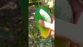 Epic Mango Harvest Watch Me Pick the Perfect MangoMango Madness My Ultimate Fruit Picking Adventure