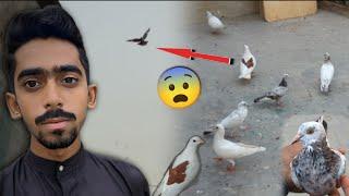 Samna Chat Wala Bhai Ka Kabootar Pkar Lia || 2 Kabootar Wapis Nhi Aiy. #itspigeonlover