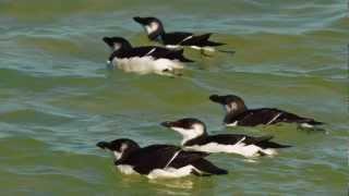 Razorbills @ Anna Maria Island Dec. 27, 2012