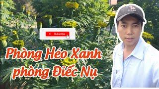 trồng vạn thọ tết - phòng héo xanh và điếc nụ trong giai đoạn cuối