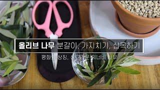 올리브나무 키우기 분갈이 가지치기 수형잡기 삽목하기 / olive tree