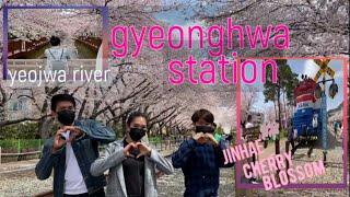 GYEONGHWA STATION | YEOJWA RIVER | JINHAE CHERRY BLOSSOM 2021