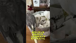 だって、もったいないオバケ出ちゃうでちから〜　　　　　　　　　　　#cockatiels  #鳥  #オカメインコ