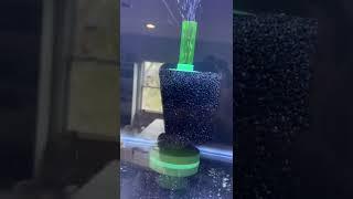 Aquarium rack 20g tanks Auto water change￼ Inspired by Foisy Aquatics￼ Aquarium Co-op filters￼￼