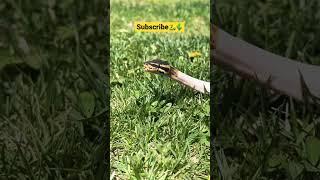 Snake Goes Outside For The First Time #shorts