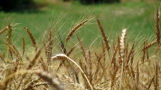 Una ricerca centenaria in cerealicoltura