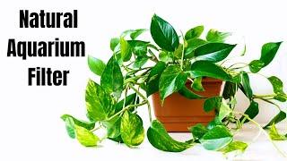 HOW TO GROW POTHOS IN AQUARIUM