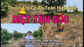 Tập 51: Thuốc Trừ Cỏ Phun Trong Vườn Cây Ăn Trái CHẾT TẬN GỐC |Cỏ Sinh Học An Toàn| Kỹ Sư Thái