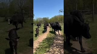 From 2 Pastures Away! #cow #ranch #brangus #cattlefarm #ranching #farmanimal #farming #animals